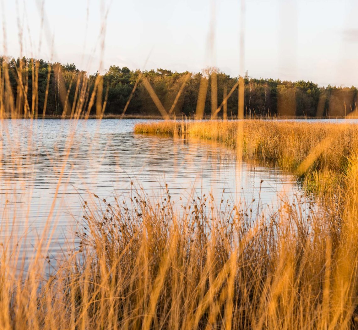 De Sonse Heide in Brabant